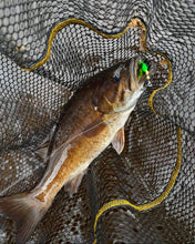 Load image into Gallery viewer, Spinner • Bullfrog • #3