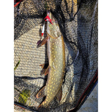 Load image into Gallery viewer, Minnow • Red Head • #4