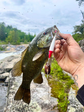 Load image into Gallery viewer, Minnow • Red Head • #4